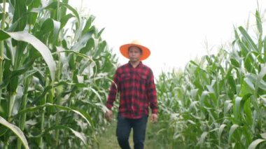 Mısır tarlası yeşil mısır bitkileri