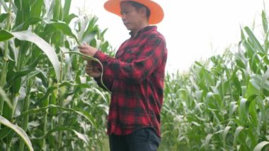 Mısır tarlası yeşil mısır bitkileri