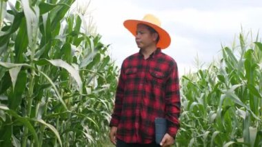 Mısır tarlası yeşil mısır bitkileri