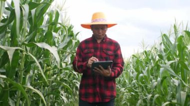 Mısır tarlası yeşil mısır bitkileri