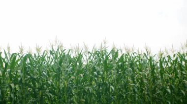 Mısır tarlası, yeşil mısır bitkileri