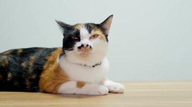 3 renkli kedi, Asyalı cins.