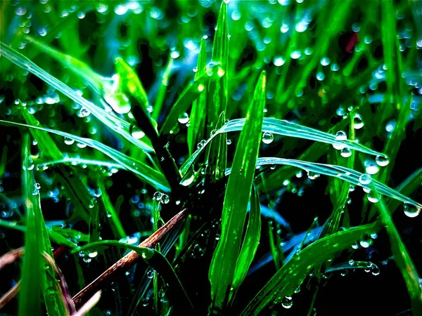 Abstract Art Design Background Grass Blurred Dew Drops Nature Background — Stock Photo, Image