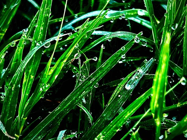 Die Abstrakte Kunst Design Hintergrund Von Gras Mit Verschwommenen Tautropfen — Stockfoto