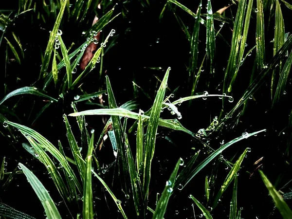 Die Abstrakte Kunst Design Hintergrund Von Gras Mit Verschwommenen Tautropfen — Stockfoto