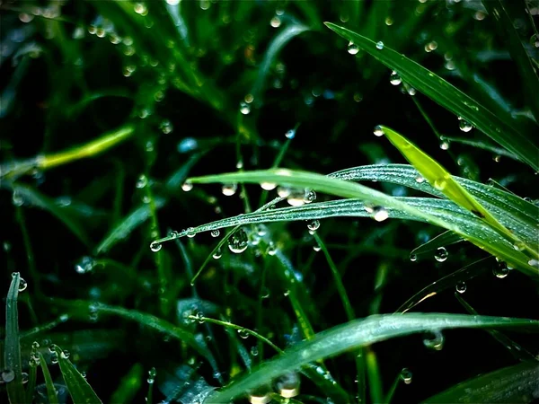 露珠模糊草地的抽象艺术设计背景 自然背景 — 图库照片