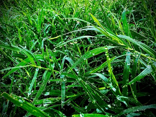 Абстрактный Дизайн Фона Травы Размытыми Капли Росы Природный Фон — стоковое фото