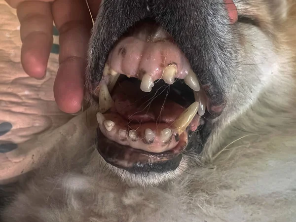 Selective Focus Dog Teeth Problem Plaque Sign Disease Unhealthy Mouth — стоковое фото