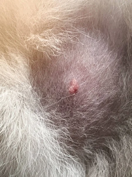ラフな質感犬の皮膚のスポットの問題 犬の皮膚の皮膚炎や病気 皮膚のはげパッチ領域 脱毛症 — ストック写真