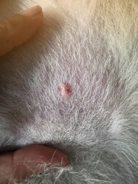 犬の皮膚のスポット問題の選択的な焦点で 犬の皮膚の皮膚炎と病気 皮膚のはげパッチワーク領域 脱毛症 — ストック写真