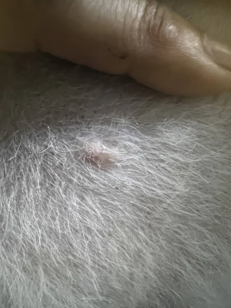 Problème Tache Sur Peau Chien Dermatite Maladie Sur Peau Chien — Photo