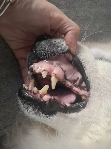 犬の歯の問題の選択的な焦点で 病気の兆候 不健康な 動物の口 — ストック写真