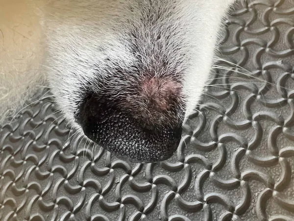 狗鼻孔平面颜色的变化和鼻孔色素的丢失 皮肤开裂 结节性狼疮 — 图库照片