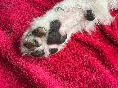 Rough thickness and dry skin texture on dog paw.The Nasodigital Hyperkeratosis disease,blurry light around clipart