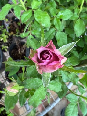 Mont Martre Rose, Pastel mor taç yaprakları, bulanık ışık