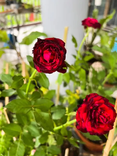 Rose Baccara Rouge Plante Sans Épines Belle Fleur — Photo