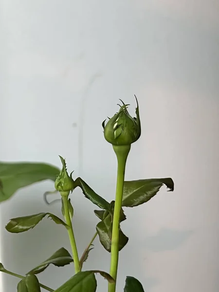 Yeni Filizlenen Gül Gül Tomurcuğu Büyüyen Bitki Için Etrafında Bulanık — Stok fotoğraf