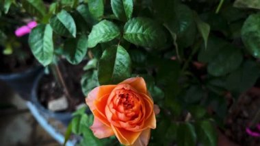 Vuvuzela gülü, çiçek bitkisi