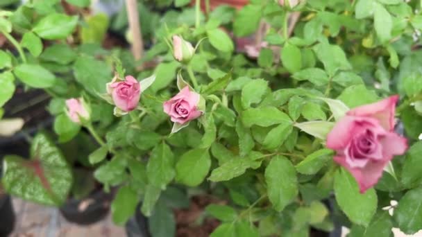 Mont Martre Rose Petali Viola Pastello Luce Sfocata Intorno — Video Stock