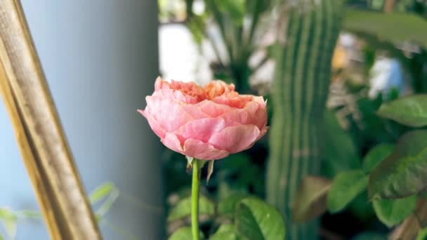 Вувузела Роза Цветочное Растение Заднем Плане Цветок Красоты — стоковое видео
