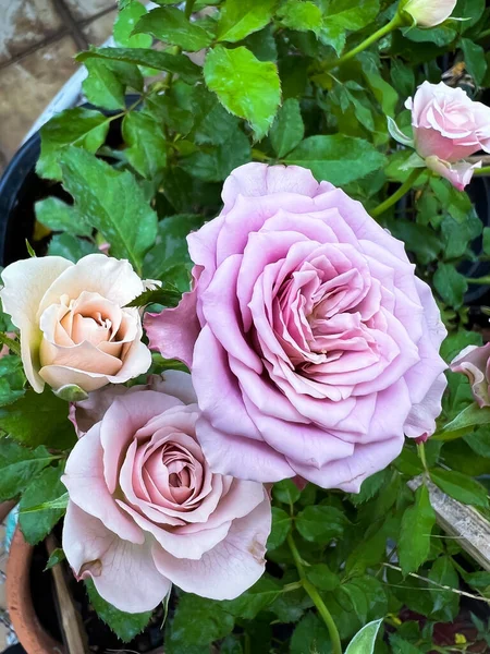 Mont Martre Rose Вінтажні Фіолетові Пелюстки Рослина Франції Аромат Красива — стокове фото