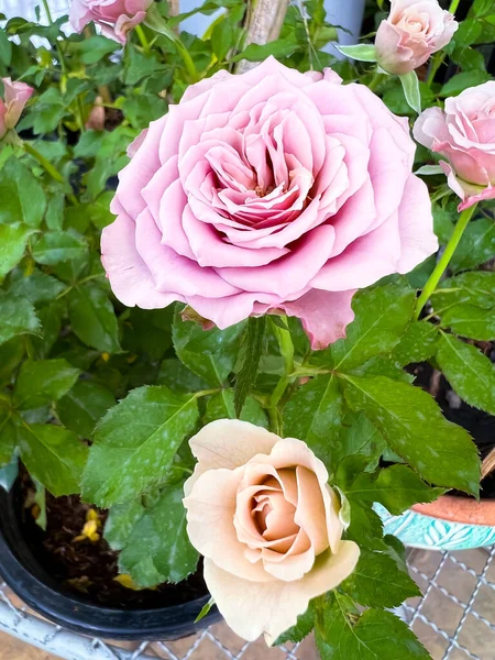 Mont Martre Rose Lila Blütenblätter Frankreich Pflanze Duft Und Schöne — Stockfoto