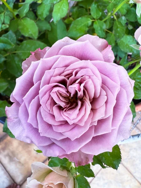 Mont Martre Rose Vintage Μωβ Πέταλα Γαλλία Φυτό Άρωμα Και — Φωτογραφία Αρχείου