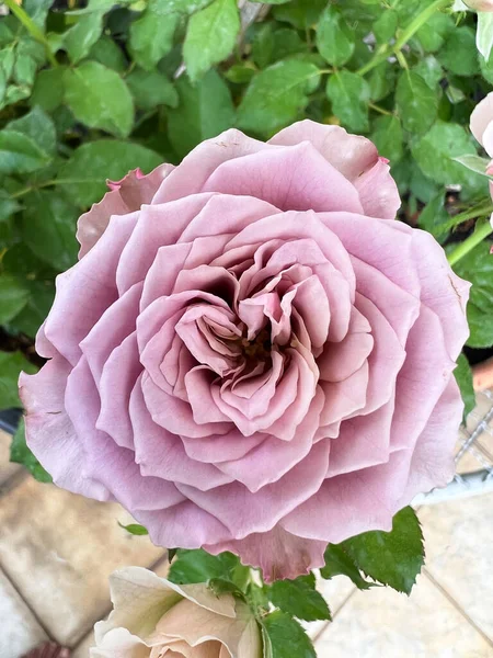 Mont Martre Rose Lila Blütenblätter Frankreich Pflanze Duft Und Schöne — Stockfoto