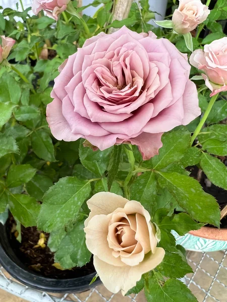 Mont Martre Rose Vintage Μωβ Πέταλα Γαλλία Φυτό Άρωμα Και — Φωτογραφία Αρχείου