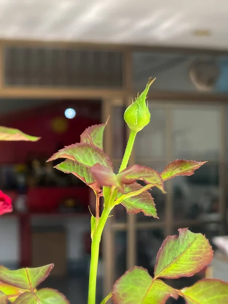 Появляются Новые Розы Розовые Бутоны Роста Растения Тусклый Свет Вокруг — стоковое фото