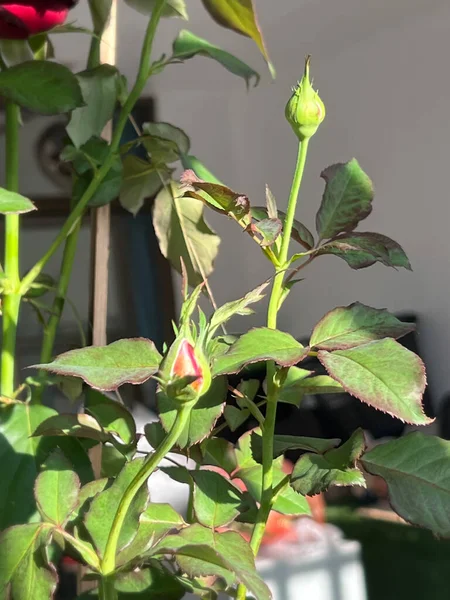 Nowa Róża Kiełków Pojawiające Się Pąki Róż Uprawy Roślin Przygotować — Zdjęcie stockowe