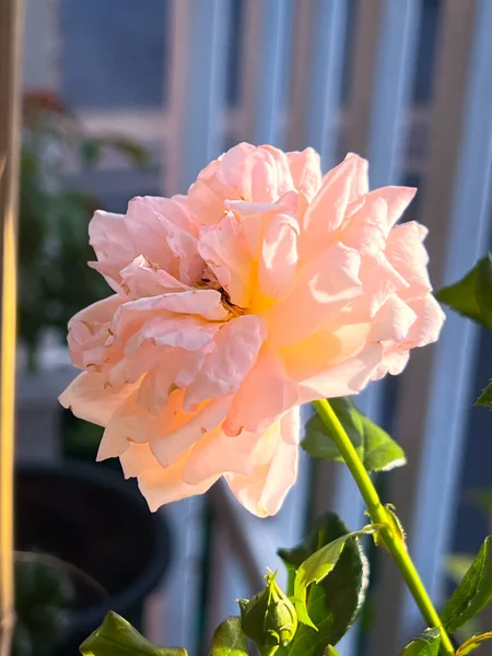 Rosa Japonesa Pétalos Color Naranja Paz —  Fotos de Stock