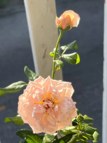 Japanische Rose Orange Friedensfarbe Blütenblätter — Stockfoto