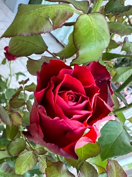Reb Baccara Rose Dornenlose Pflanze Schöne Blume — Stockfoto