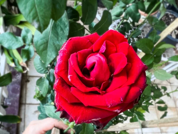 Reb Baccara Rosa Planta Sin Espinas Hermosa Flor —  Fotos de Stock
