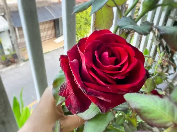 Reb Baccara玫瑰 无刺植物 美丽的花朵 — 图库照片