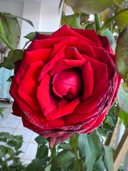 Reb Baccara Rosa Planta Sin Espinas Hermosa Flor —  Fotos de Stock
