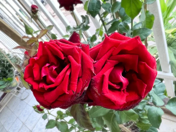 Reb Baccara Růže Rostlina Bez Trnů Krásná Květina — Stock fotografie
