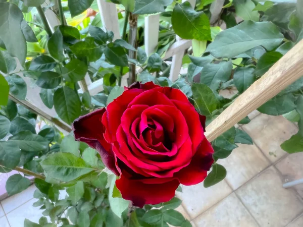 Reb Baccara Rózsa Tövismentes Növény Gyönyörű Virág — Stock Fotó