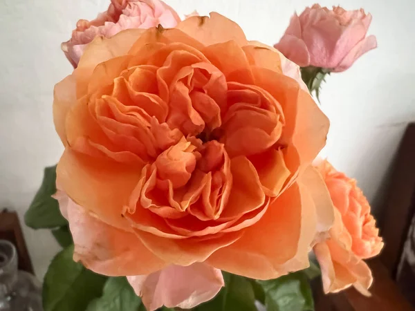 Vuvuzela Rose Kvetoucí Květina Oranžová Barva Nespočet Okvětních Lístků — Stock fotografie