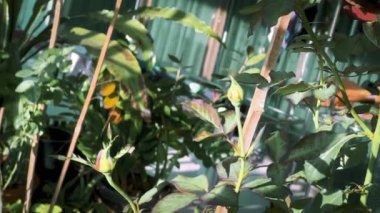 Arka planda gül, güzellik çiçeği