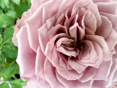 Mont Martre Rose, klasik mor taç yaprakları, Fransa bitkisi.