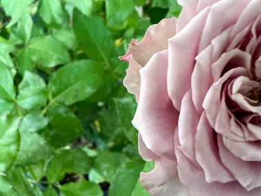 Mont Martre Rose, klasik mor taç yaprakları, Fransa bitkisi.