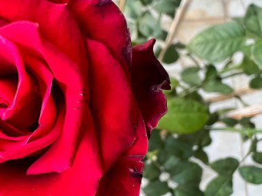 Yakın plan Kırmızı Baccara Gül yaprakları, içinde güzel bir şekil