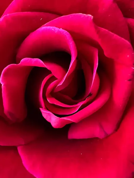 Closeup Red Baccara Rose Pétalas Bela Forma Dentro — Fotografia de Stock
