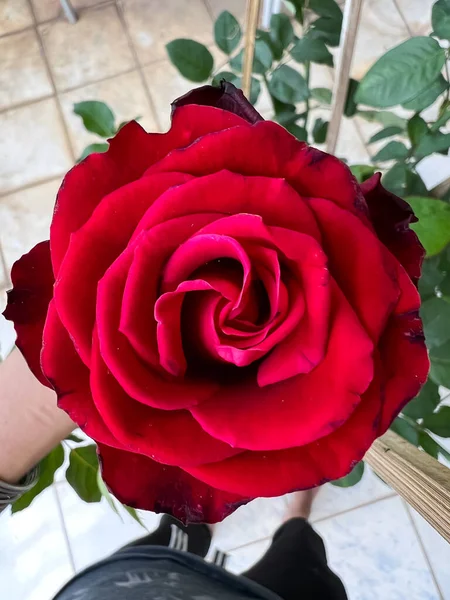 Vörös Baccara Rózsa Tövismentes Növény Gyönyörű Virág — Stock Fotó