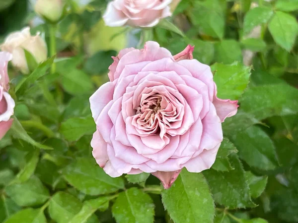 Mont Martre Rose Lila Blütenblätter Französische Pflanze — Stockfoto