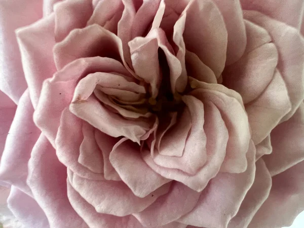 Mont Martre Rose Lila Blütenblätter Französische Pflanze — Stockfoto
