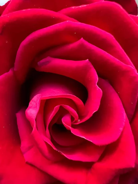 Closeup Red Baccara Rose Pétalas Bela Forma Dentro — Fotografia de Stock