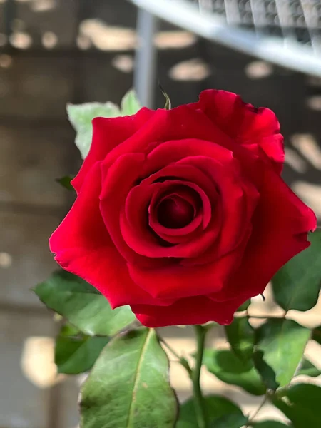 Červená Baccara Rose Rostlina Bez Trnů Krásná Květina — Stock fotografie
